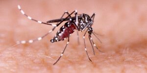 Bangladesh records 1,147 new dengue cases in 24 hours