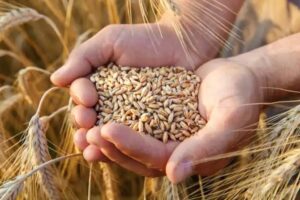 V4 countries call for EU to tighten controls on Ukraine grain routes