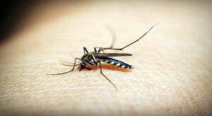 Arkansas reports first locally acquired malaria case