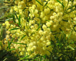 Brisbane’s blooming good native floral emblem revealed