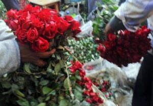 Red roses symbolize Valentine’s love, but vulnerable to climate change: Report