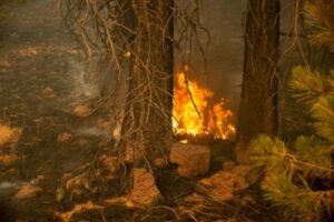 Death toll in Chile forest fires rises to 131