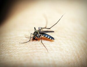 Israel reports fourth fatality of West Nile fever