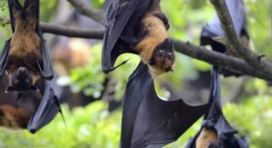 Singapore to conduct temperature screening at airport over Nipah outbreak