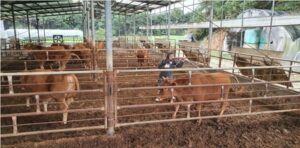 Botswana confirms FMD outbreak in northeastern region